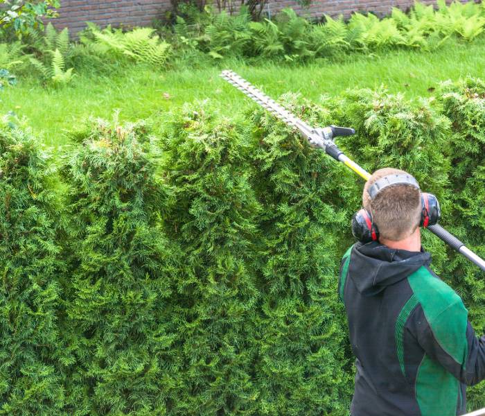 shrub removal cincinnati