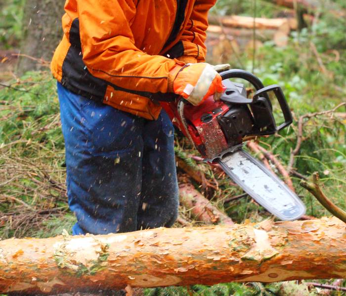 expert with chainsaw cutting tree in cincinnati